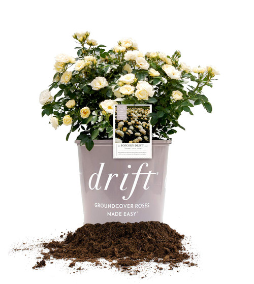 PERFECT PLANTS Popcorn Drift Rose Live Plant, 3 Gallon, Includes Care Guide