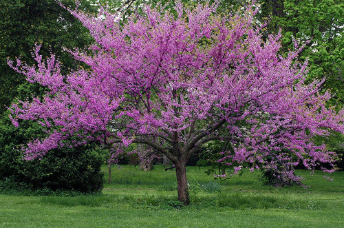 Eastern Redbud - Purple Flowering Tree - Live Plant Shipped 2 Feet Tall