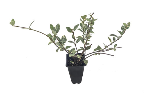 Variegated Asiatic Jasmine Minima - 10 Live Plants - Trachelospermum Asiaticum 'variegatum' - Evergreen Groundcover