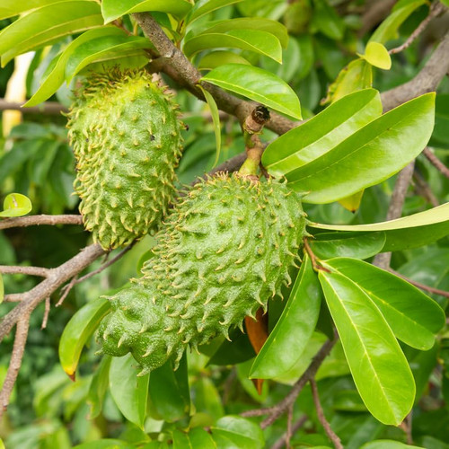 Soursop Tree Live Plant 6 to 10 Inches Tall, Sweet Soursop Guanabana Tree for Planting Your Garden Soursop Tree Live Plant 6 to 10 Inches Tall, Sweet Soursop Guanabana Tree for Planting Your Garden