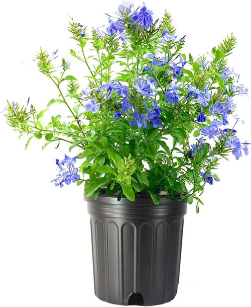Imperial Blue Plumbago | 1 Large Gallon Size Plant | Auriculata | Live Drought Tolerant Blooming Butterfly Attracting Shrub