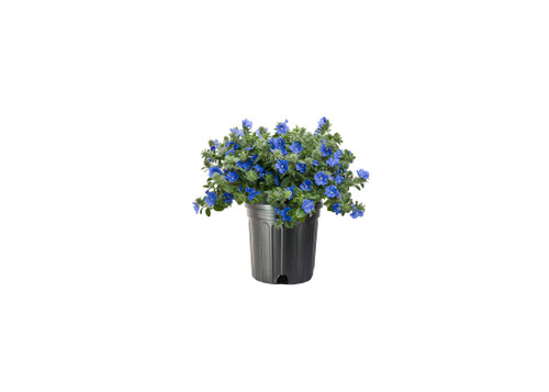 Blue Daze | 1 Large Gallon Size Plant | Evolvulus Glomerata | Low Maintenance Drought Tolerant Blooming Groundcover