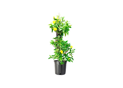 Carolina Jasmine | 1 Large Gallon Size Plants | Gelsemium Sempervirens Jessamine | Blooming Fragrant Vine Foliage Carolina Jasmine | 1 Large Gallon Size Plants | Gelsemium Sempervirens Jessamine | Blooming Fragrant Vine Foliage