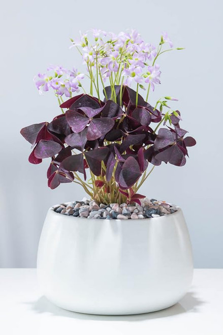 Rare Purple Shamrock Plant Live, Oxalis Triangularis Live Plant Potted 3.5 Inc, Oxalis Plants Live Houseplants