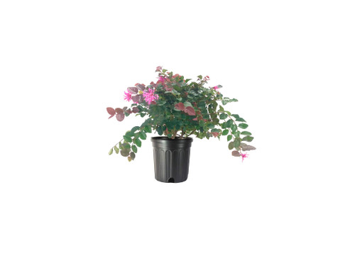 Loropetalum Ruby | 1 Large Gallon Size Plant | Chinese Fringe Flower | Evergreen Flowering Shrub