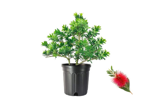 Little John Dwarf Bottlebrush | 1 Large Gallon Size Plant | Callistemon Compact Heavy Blooming Shrub