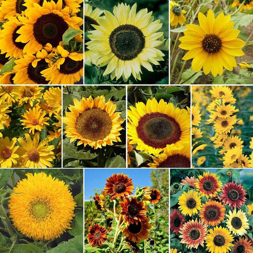 Eden Brothers Sunny Flower Mixed Seeds for Planting, 1 lb, 480,000+ Seeds with Ox-Eye, Maximilian, Dwarf Sunspot Sunflower | Attracts Pollinators, Plant in Spring, Zones 3, 4, 5, 6, 7, 8, 9, 10