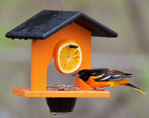 AmishToyBox.com Oriole Bird Feeder, Poly-Lumber Hanging Oriole Feeder for Feeding Grape Jelly to Orioles (Black/Orange)