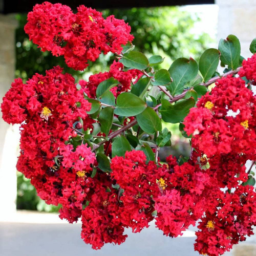 TriStar Plants - Red Rocket Crape Myrtle, 1 Gallon Trade Pot - Lagerstroemia, Crepe Myrtle, Red Crape Myrtle, Southern Myrtle, Flowering Shrub, Flowering Tree, Healthy Established Roots