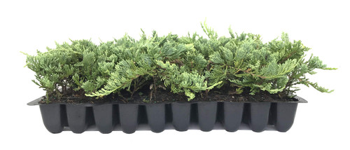 Blue Rug Juniper - 10 Live Plants - 2" Pots - Juniperus Horizontalis 'Wiltonii' - Low Maintenance Evergreen Groundcover Blue Rug Juniper - 10 Live Plants - 2" Pots - Juniperus Horizontalis 'Wiltonii' - Low Maintenance Evergreen Groundcover