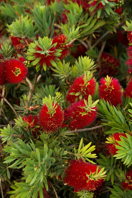 Dwarf Weeping Bottle Brush Aka Callistemon V. 'Little John' Live Plant Fit 01 Gallon Pot