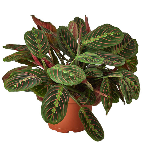 Maranta 'Red Prayer' Live Plant for Indoor | Different Houseplants in 4'' & 6'' Pot | Real House Plant Decor for Living Room, Office, Desk & Bathroom | Prayer Plant Maranta 'Red Prayer' Live Plant for Indoor | Different Houseplants in 4'' & 6'' Pot | Real House Plant Decor for Living Room, Office, Desk & Bathroom | Prayer Plant