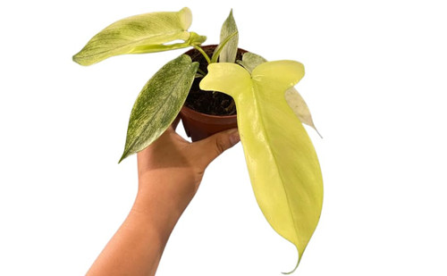 Philodendron Florida Ghost Mint | Live Plant in a 2 or 4 Inch Growers Pot, Live Indoor, Easy to Grow, Easy to Care, and Low Maintenance Houseplant, Rare Plants (4" Pot)