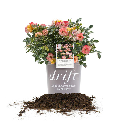 PERFECT PLANTS Peach Drift Rose Live Plant, 3 Gallon, Dark Green