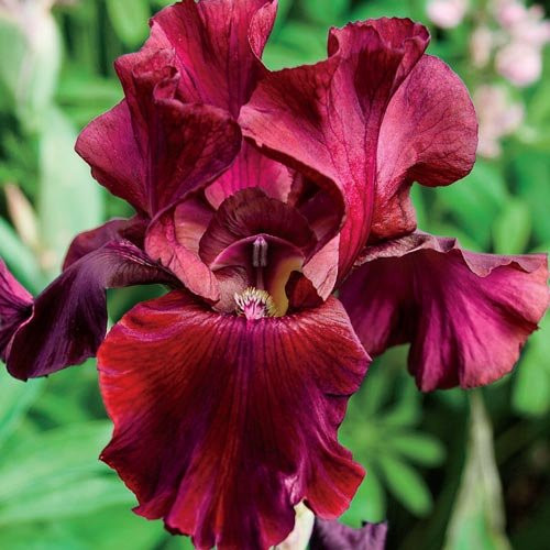 (3) Fancy Mixed Bearded Iris Roots,Rhizomes, Plants,Starts, for Spectacular Flowers Year After Year (3) Fancy Mixed Bearded Iris Roots,Rhizomes, Plants,Starts, for Spectacular Flowers Year After Year