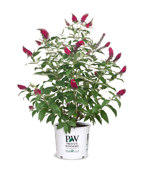 Proven Winner Miss Molly Buddleia 2 Gal, Pink and Red Blooms