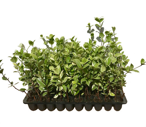 Confederate Jasmine Variegated - 10 Live Plants - Trachelospermum Jasminoides Variegatum - Fragrant Blooming Evergreen Vine