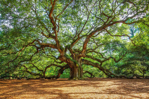 Nature Photography Print (Not Framed) Picture of Angel Oak Tree on Summer Day near Charleston South Carolina Southern Wall Art Lowcountry Decor (12" x 18") Nature Photography Print (Not Framed) Picture of Angel Oak Tree on Summer Day near Charleston South Carolina Southern Wall Art Lowcountry Decor (12" x 18")