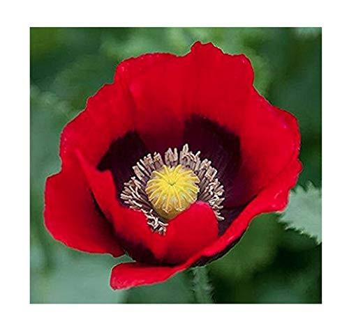 Marde Ross & Company Pepper Box Poppy Seeds