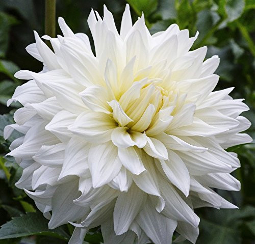 (3) White Perfection Flowering Dahlia Bulbs, Plants, Flowers, SeedsBulbsPlants&More (3) White Perfection Flowering Dahlia Bulbs, Plants, Flowers, SeedsBulbsPlants&More