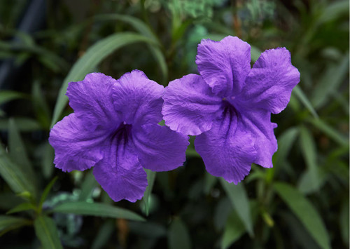 24 Purple Mexican Petunias Live Plants, Ruellia Brittoniana for Planting Outdoors, 5 to 7 Inches Tall 24 Purple Mexican Petunias Live Plants, Ruellia Brittoniana for Planting Outdoors, 5 to 7 Inches Tall