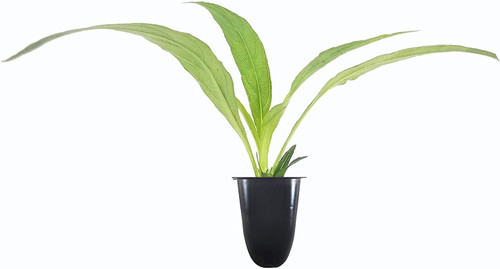 Dwarf Mexican Petunia Purple | Katie's Dwarf Ruellia Brittoniana | 10 Live Plants | Drought Tolerant Blooming Butterfly Bush Dwarf Mexican Petunia Purple | Katie's Dwarf Ruellia Brittoniana | 10 Live Plants | Drought Tolerant Blooming Butterfly Bush