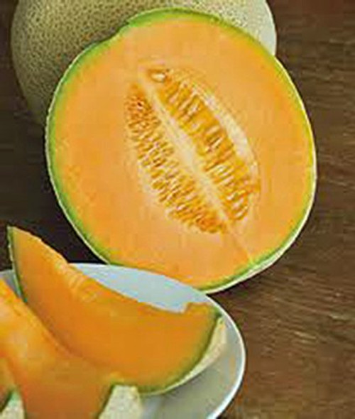 Cantaloupe Seed?, Hales Best Jumbo, Heirloom, Non GMO, 25+ Seeds, Melon Cantaloupe Seed?, Hales Best Jumbo, Heirloom, Non GMO, 25+ Seeds, Melon