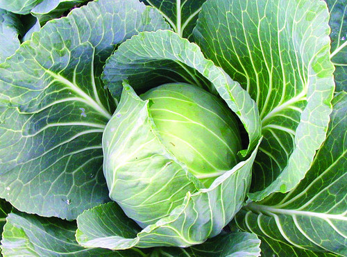 25+ Count Late Flat Dutch Cabbage Seed, Heirloom, Non GMO Seed Tasty Healthy Veggie