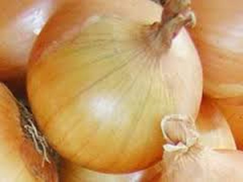 Onion, Texas Early Grano Onion Seeds, Heirloom, Non GMO 25+ Seeds, Short Day, Vidiala Type