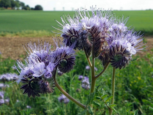 25+ Lacy Phacelia Flower Seeds, Country Creek LLC, Purple Tansy, Phacelia Tanacetifolia, 25+ Lacy Phacelia Flower Seeds, Country Creek LLC, Purple Tansy, Phacelia Tanacetifolia,