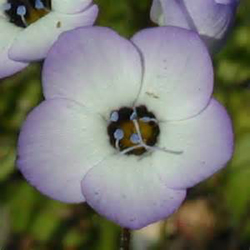 Bird's Eye Gilia Tricolor 100+ Seeds Beautiful Delicate Lavender Blooms Bird's Eye Gilia Tricolor 100+ Seeds Beautiful Delicate Lavender Blooms
