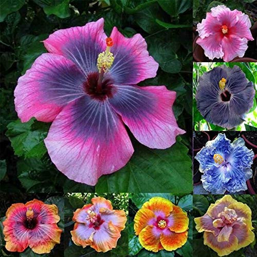 Daisy Garden 100 Pcs Mixed Hibiscus Seeds Giant Flowers Perennial Flower Daisy Garden 100 Pcs Mixed Hibiscus Seeds Giant Flowers Perennial Flower
