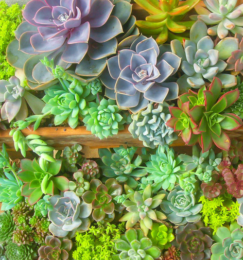 Seeds Of Strength 200+ Mixture Succulent Plants Seeds Bonsai Pot Flower for DIY Home Garden Seeds Of Strength 200+ Mixture Succulent Plants Seeds Bonsai Pot Flower for DIY Home Garden