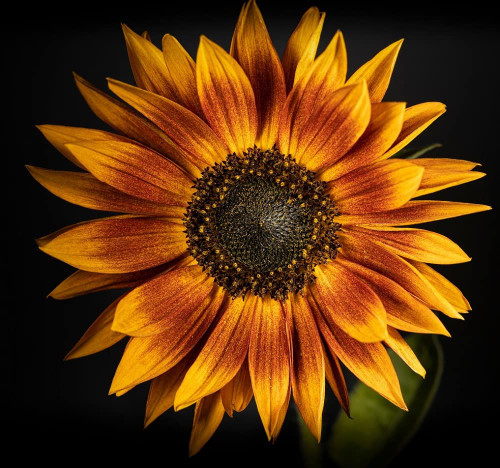 Sunflower Seeds for Planting - Grow Unique Sun Flowers in Your Garden - 25 Non GMO Heirloom Seeds - Full Planting Instructions for Easy to Grow Red Sun Sunflowers - Great Gardening Gifts (1 Packet) Sunflower Seeds for Planting - Grow Unique Sun Flowers in Your Garden - 25 Non GMO Heirloom Seeds - Full Planting Instructions for Easy to Grow Red Sun Sunflowers - Great Gardening Gifts (1 Packet)