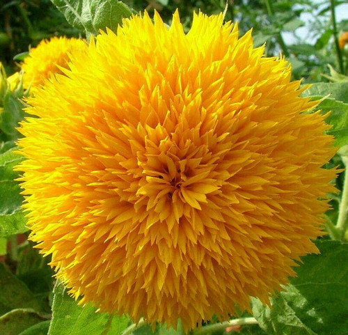 Dwarf Sunflower Seeds for Planting - Grow Teddy Bear Sun Flowers in Your Garden - 25 Non GMO Heirloom Seeds - Full Planting Instructions for Easy Grow - Great Gardening Gifts (1 Packet) Dwarf Sunflower Seeds for Planting - Grow Teddy Bear Sun Flowers in Your Garden - 25 Non GMO Heirloom Seeds - Full Planting Instructions for Easy Grow - Great Gardening Gifts (1 Packet)