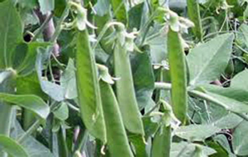 Pea Seed, Lincoln Peas, Heirloom, Non GMO, 50 Seeds, Perfect Peas