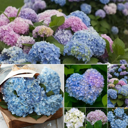 50+ Hydrangea Seeds for Planting Mixed Colors