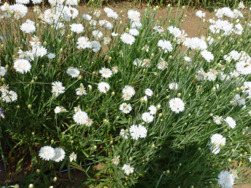 Bachelor Button, Tall White Seeds, 200 Seeds, Beautiful White Colored Blooms.