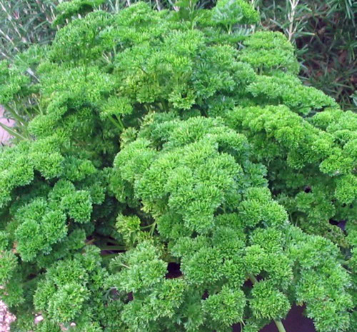 Parsley Seed, Moss Curled, Heirloom, Non GMO, 200 Seeds, Parsley Seeds