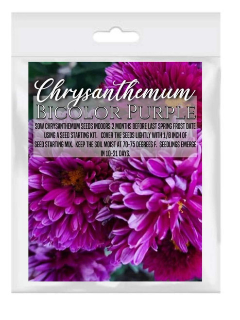 Homegrown Packet Chrysanthemum Seeds, Seeds, Non-GMO Packet (Bicolor Purple)