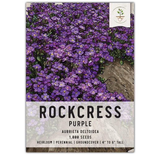 Seed Needs, Purple Rockcress Seeds - 1,000 Heirloom Seeds for Planting Aubrieta deltoidea - Perennial Flower Great for Rock Gardens, Groundcover, Attracts Pollinators (1 Pack)