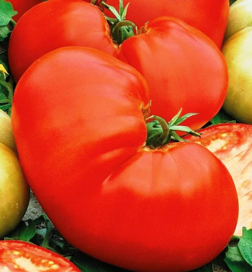 RAISE ME UP: Seeds Beefsteak Tomato Bear Paw Indeterminate Non GMO Heirloom