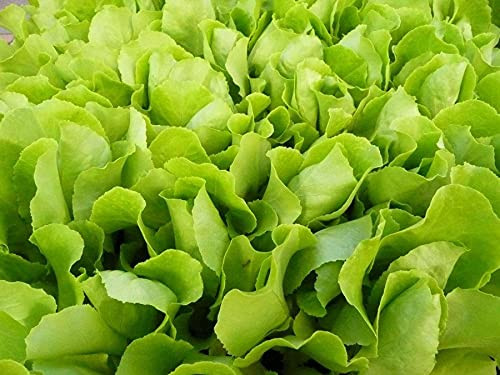 RAISE ME UP: Seeds Four Season Lettuce Green Non GMO Heirloom