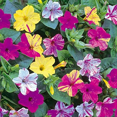 RAISE ME UP: Seeds Four O'clock Mix Mirabilis Annual Flowers