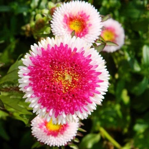 RAISE ME UP: Seeds Aster Hi No Maru Annual Flowers