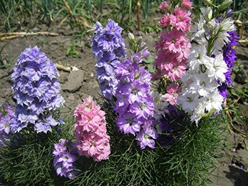 RAISE ME UP: Seeds Larkspur Dwarf Mix Low Delphinium Annual Flowers