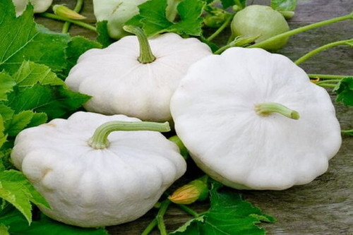 RAISE ME UP: Seeds Early White Patty Pan Scallopini Bush Squash Zucchini Non GMO Heirloom