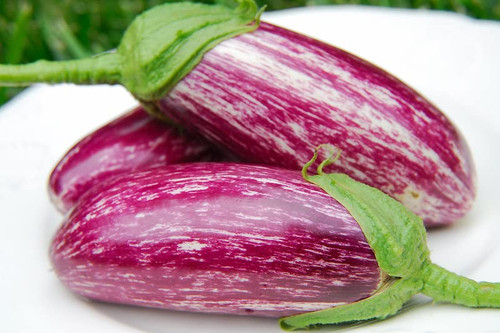RAISE ME UP: Seeds Rosa Bianca De Gandia Eggplant Aubergines Non GMO Heirloom