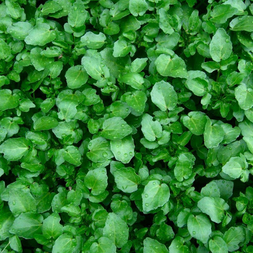 RAISE ME UP: Seeds Upland Cress Garden Microgreen Broadleaf Lettuce Non GMO Heirloom