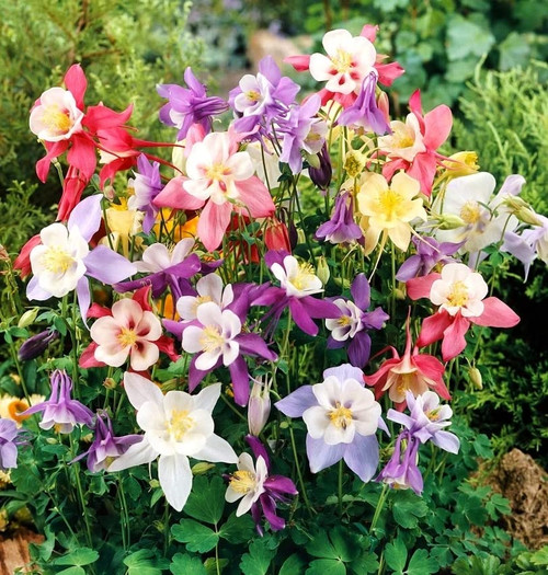 RAISE ME UP: Seeds Columbine Dwarf Mix Perennial Flowers